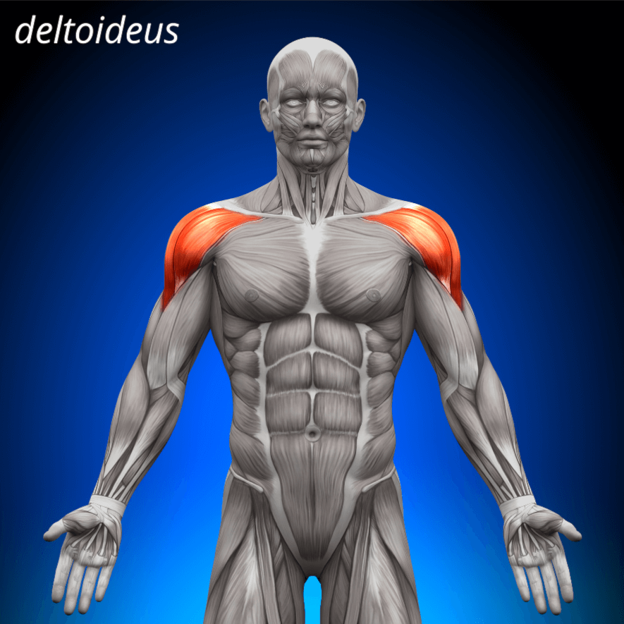 Musculus deltoideus, Deltamuskeln