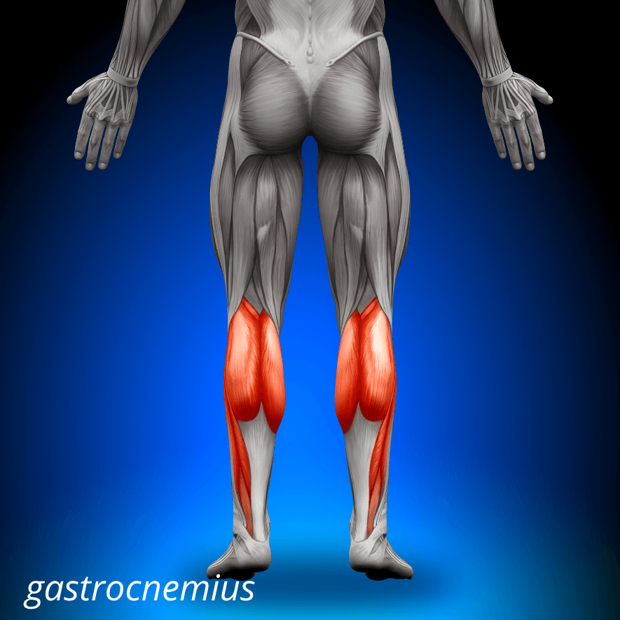 Musculus gastrocnemius, Tvillingvadmuskeln
