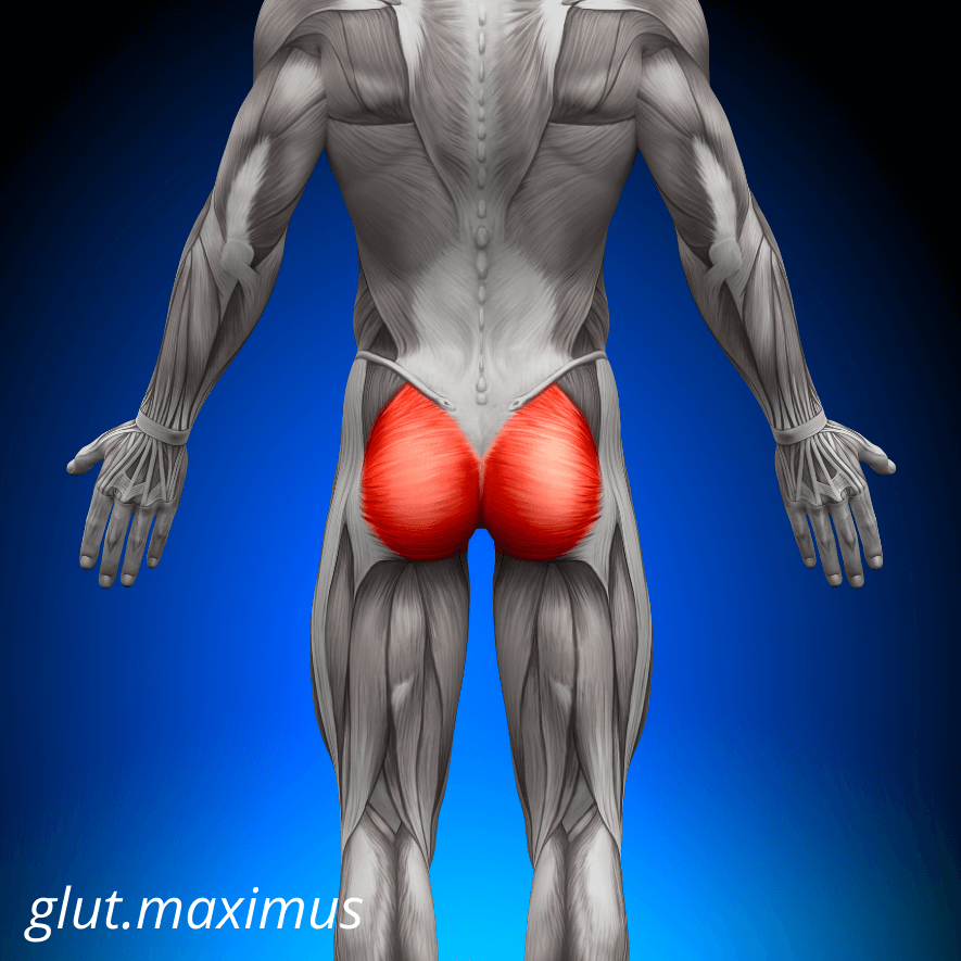 Musculus gluteus maximus, Stora sätesmuskeln