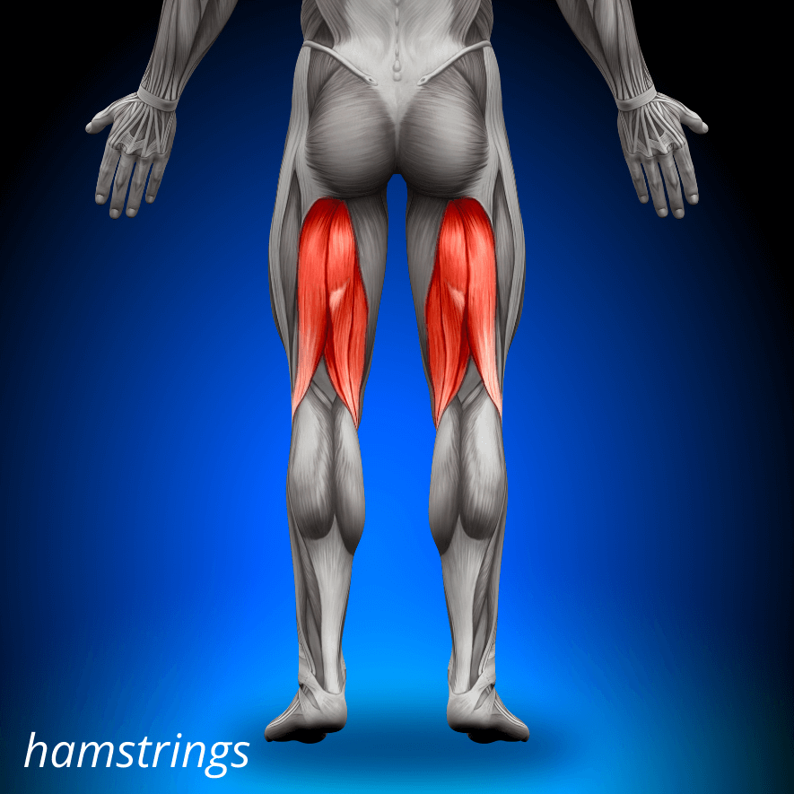 hamstrings, Baksida Lårmuskel