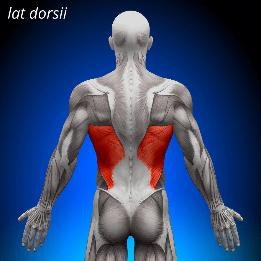 Musculus latissimus dorsi, Breda ryggmuskeln
