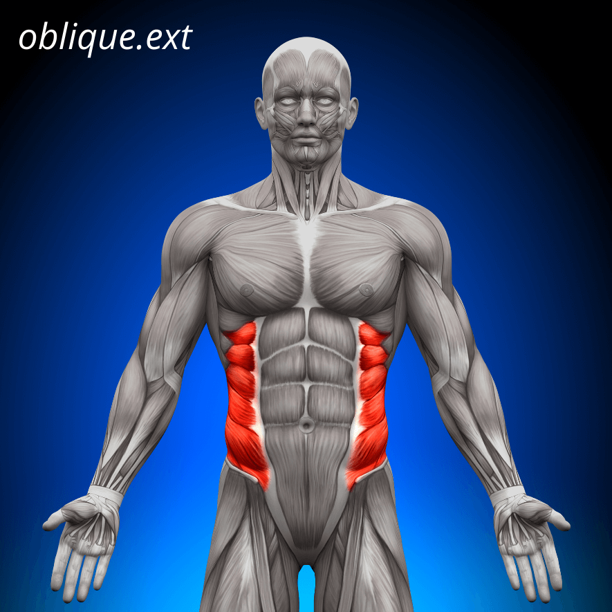 Musculus obliquus abdominis, Sneda bukmusklerna