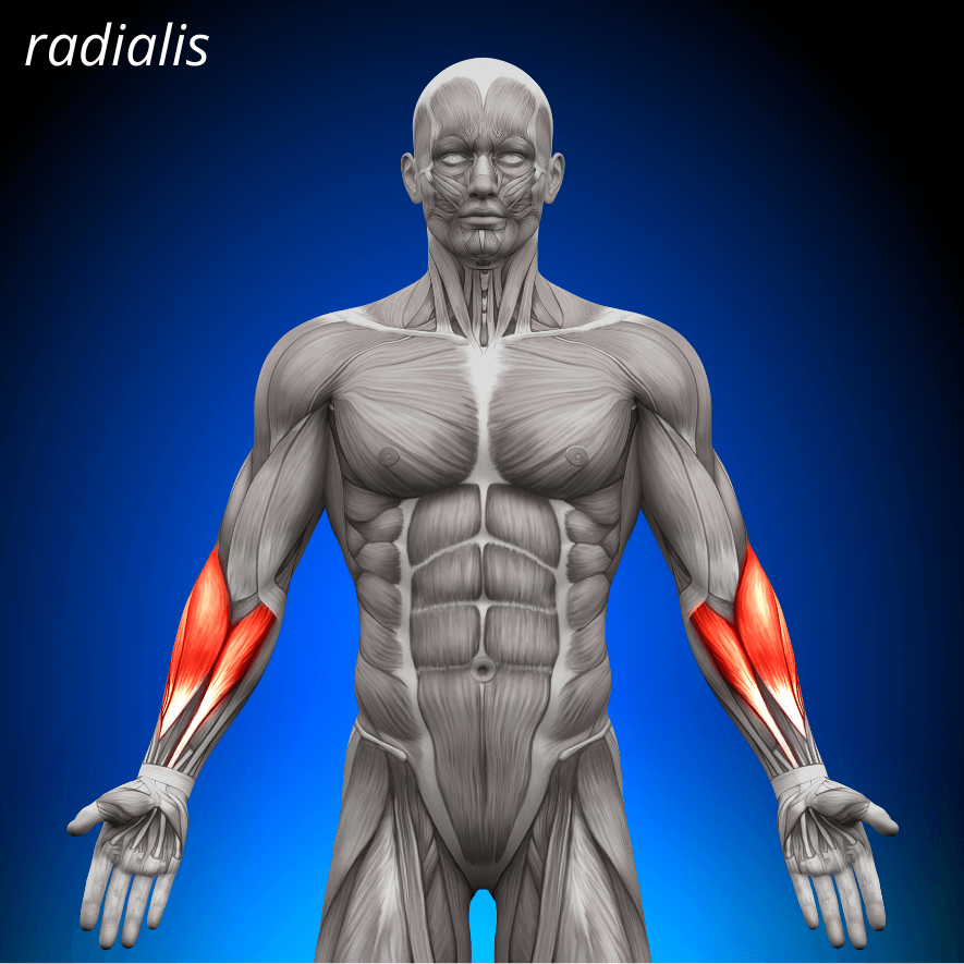 Musculus brachioradialis, Strålbensmuskeln