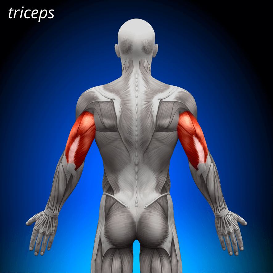 Musculus triceps brachii, Trehövdade överarmsmuskeln